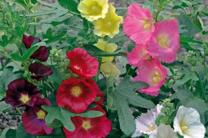 Alcea Hollyhock 'Las Vegas' New 2023